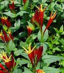 Image result for Spigelia