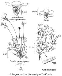 Image result for Oxalis pes-caprae