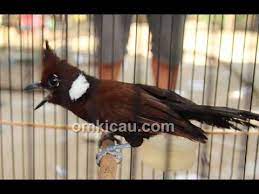 Youtube Burung Murai Batu