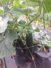 きゅうりの株が大きくならず 収穫できる時期が短く 採れる量も少ない 野菜作り失敗の傾向と対策
