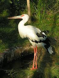 Jeśli chodzi o kraje, w których rozmawia się po angielsku, wspomnimy tylko dwa najważniejsze. Maguari Stork Wikislownik Wolny Slownik Wielojezyczny