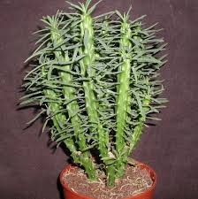 Image result for Euphorbia lissosperma