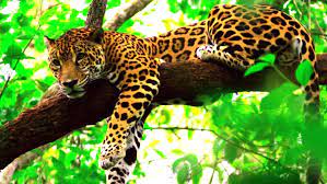 Aunque la cantidad de jaguares que pueden vivir en un área de bosque varía según los expertos, campbell afirma que para albergar por lo menos a 50 jaguares se necesitan unos 2,000 kilómetros. Caracteristicas Del Jaguar Panthera Onca