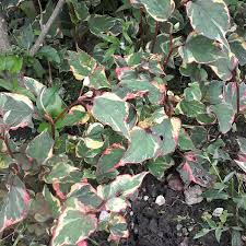 The redbud grows throughout much of the eastern united states and extends as far west as texas, oklahoma and kansas. Cercis Canadensis Carolina Sweetheart Redbud Carolina Sweetheart In Gardentags Plant Encyclopedia