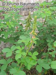 Image result for Crotalaria oocarpa