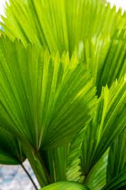 In the past month, 739 homes have been sold in palm desert. Licuala Grandis Licuala Palm Plantvine
