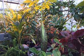 U Of M S Corpse Flower Is Once Again Ready To Make A Big Stink Bring Me The News