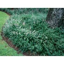 Classy Groundcovers Liriope Spicata 50 Bare Root Plants Walmart Com In 2021 Front Yard Landscaping Simple Ground Cover Plants Low Maintenance Landscaping Front Yard