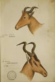 John Hanning Speke Animals Wall Art ...