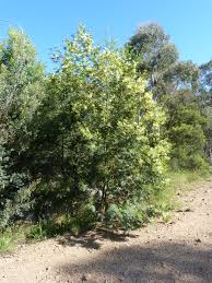 Image result for Acacia decurrens