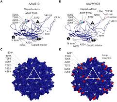Image result for Gold 1998 AAV