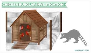 Our deluxe chicken coops are both stylish and functional. Chicken Predators And Pests How To Protect Your Flock Eco Peanut