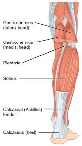 Lower body muscle groups body training and exercise. Achilles Tendon Wikipedia