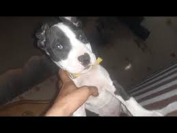 Check spelling or type a new query. Blue Fawn Pitbull Puppies For Sale Near Me 07 2021