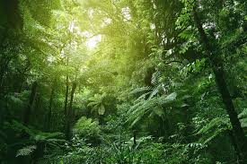 You can help by adding missing info. Canopy Of Jungle Photograph By Les Cunliffe