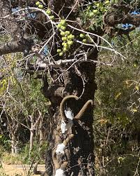 Image result for Spirostachys