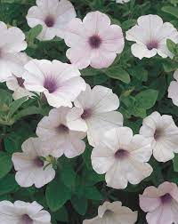 Mini Silver Supertunia Petunias White Flower Farm Proven Winners Perennials