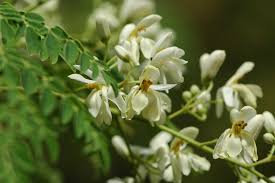Image result for Moringa oleifera