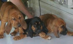 Hounds on the trail barbara patten 1996 dogs book title: Bloodhound Puppies For Sale For Sale In Knoxville Tennessee Best Pets Online