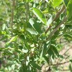 Image result for Montinia