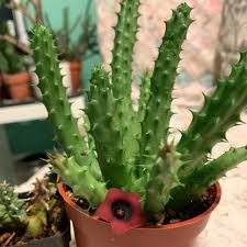 Find great deals on new items shipped from stores to your door. Huernia Schneideriana Red Dragon Flower Complete Care Guide Indoor Home Garden