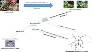 Image result for Heinsia