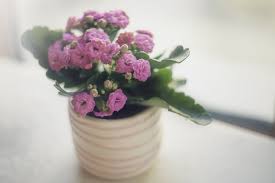 Check out top brands on ebay. 10 Of The Most Beautiful Indoor Flowering Plants