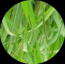 Image result for Aeschynomene multicaulis