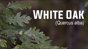 Image result for White oak