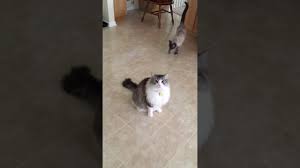 This is a horrible disease of cats caused by a saddle thrombus: Willow The Ragdoll Cat Is A Saddle Thrombosis Survivor Youtube