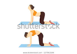 Woman Doing Cat Cow Workout 2 Stock Vector Royalty Free 1273913209 In 2020 Workout Workout Guide Exercise