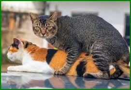 Anak kucing comel sangat tonton ya teman teman kumpulan video kucing yang lucu banget bikin kamu gemes deh. Cara Kucing Berkembang Biak Dan Beranak Kucing Video Hewan Lucu Kucing Betina