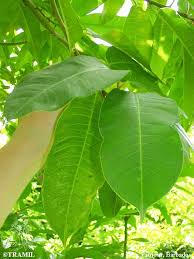 Image result for Sapium