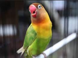 Melayani pengiriman ke suluruh wilayah indonesia dari sabang marauke. Gambar Burung Lovebird Ngekek Bird Wallpaper