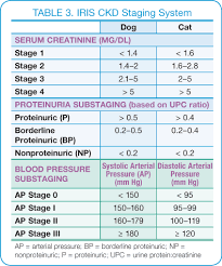 Canine Chronic Kidney Disease Diagnostics Goals For Long Term Management