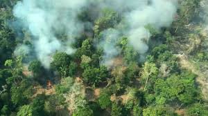 Image result for amazon forest