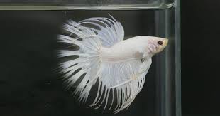 This image of betta fish is one of alternative wallpaper for your cell phone. Albino Betta Fish Picture 6 Of 20 Female Betta For Breeding Hd Wallpapers Wallpapers Download High Resolution Wallpapers
