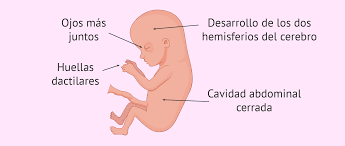 Semana 13 De Embarazo Final Del Primer Trimestre