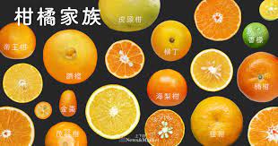 柑橘秘密】為什麼台灣的橘子世界甜？橘子為何會變白臉變黑臉？快進來看柑橘大宅門| 上下游