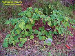Image result for Solanum viarum