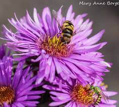 Bees are active until the weather cools down in late fall and still need to feed. New England Asters A Hotbed Of Activity The Natural Web