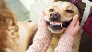Do you need to brush your dog's teeth to prevent dental disease? Clean Those Teeth February Is National Pet Dental Health Month Dogtime