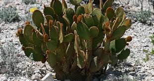 They begin with the letter a. Opuntia Microdasys Angel S Wings Bunny Ears Bunny Ear Prickly Pear Polka Dot Cactus Cinnamon Cactus South Arizona Wildflowers Opuntia Microdasys Cactus