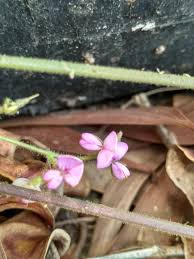 Image result for Tephrosia interrupta