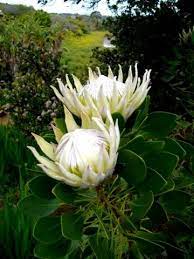 Photos Of South Afircan Plants Category Protea Image Protea Cynaroides White Flowerheads Protea Flower African Plants Protea Plant