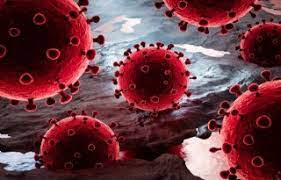 Check spelling or type a new query. Virussen In Veehouderij Zijn Andere Types Dan Coronavirus Nieuwe Oogst