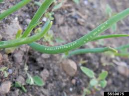 Image result for phytomyza gymnostoma