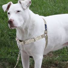 Bling Easy Walk Harness