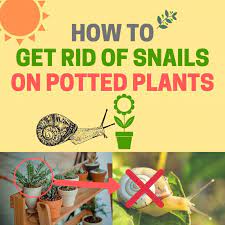 Snails and slugs can be a real pain in your vegetable garden. How To Get Rid Of Snails In Potted Plants Fast And Easy Bugwiz