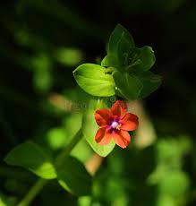 Image result for Lysimachia arvensis